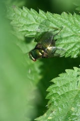 Neomyia viridescens
