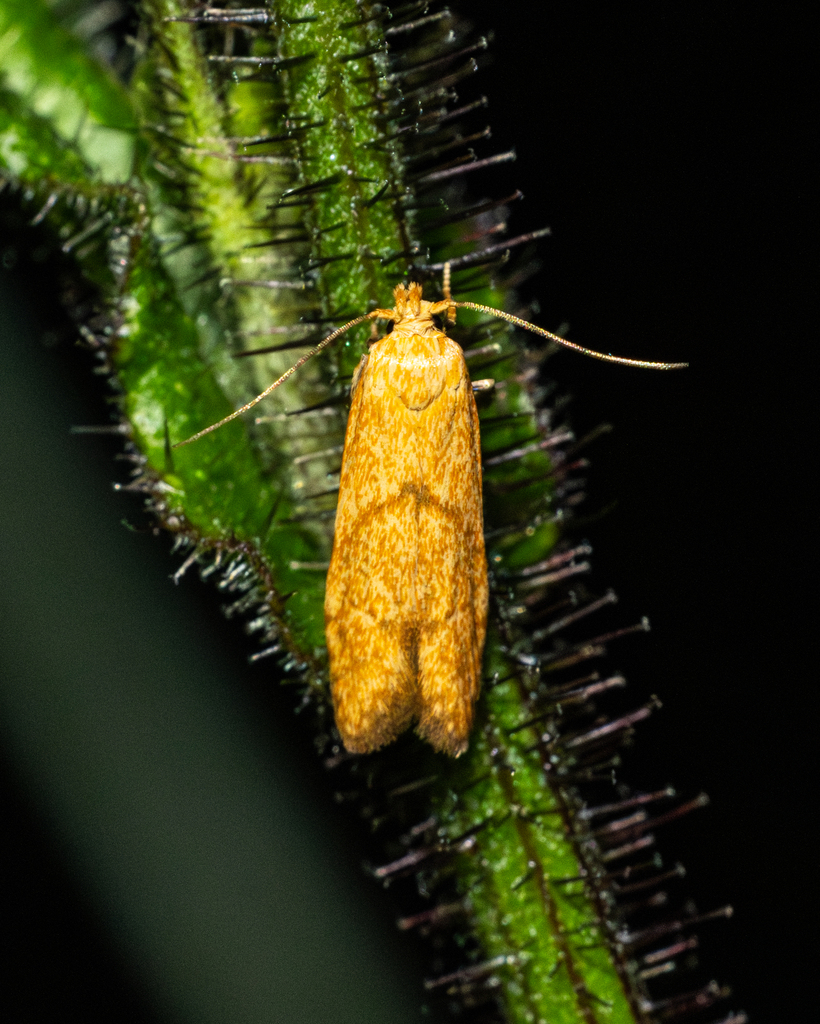 Blastobasis decolorella