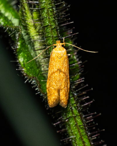 Blastobasis decolorella