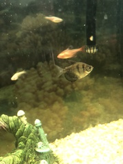 Gymnocorymbus ternetzi