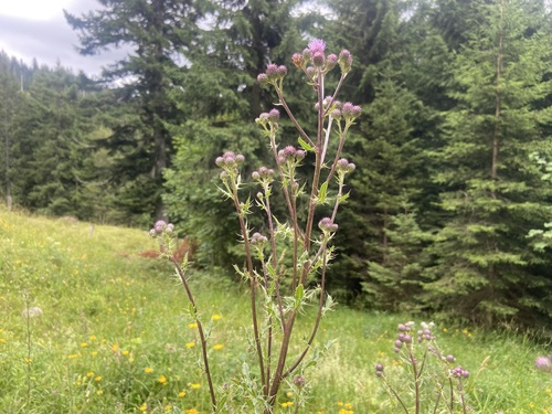 Cirsium × celakovskyanum iNat (2)