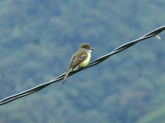Myiarchus cephalotes