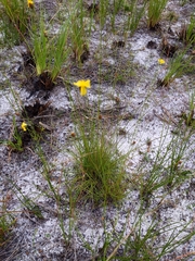 Xyris stenotera