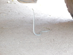 Philothamnus hoplogaster