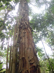 Piptadenia gonoacantha