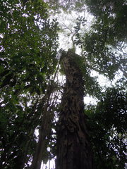 Piptadenia gonoacantha