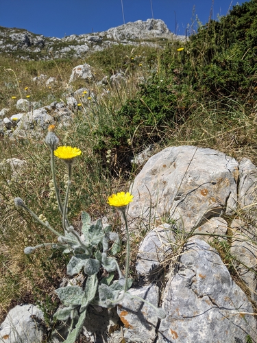 Hieracium pannosum observed 2025-07-17