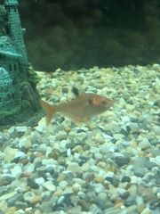 Hyphessobrycon eques