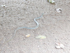 Philothamnus hoplogaster