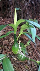 Prosthechea varicosa