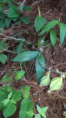 Prosthechea varicosa