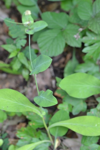 Bupleurum longifolium, photograph 5