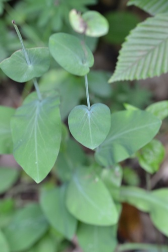 Bupleurum longifolium, photograph 6