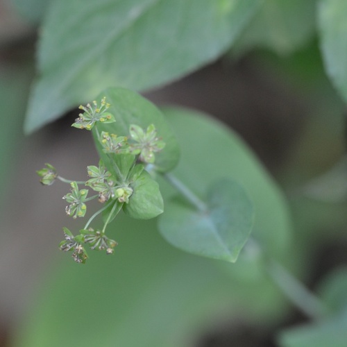 Bupleurum longifolium, photograph 3