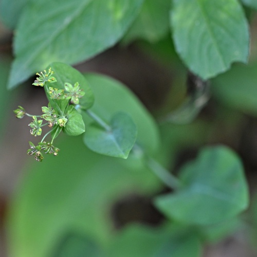 Bupleurum longifolium, photograph 4