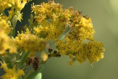 Oecanthus celerinictus