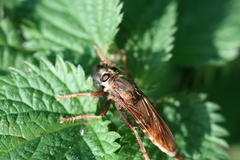 Asilus crabroniformis