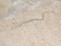 Philothamnus hoplogaster