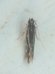 Eralea albalineella