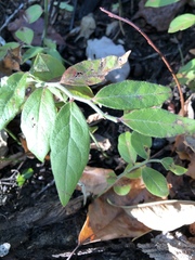 Vaccinium hirsutum