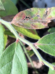 Vaccinium hirsutum