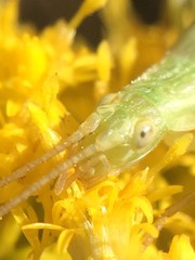 Oecanthus celerinictus