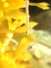 Oecanthus celerinictus