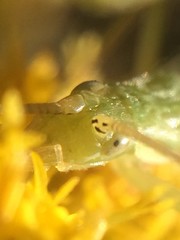 Oecanthus celerinictus