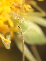 Oecanthus celerinictus