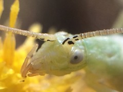 Oecanthus celerinictus