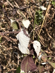 Rubus idaeus strigosus
