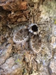 Lepiseodina conspicua