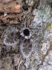 Lepiseodina conspicua