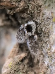 Lepiseodina conspicua