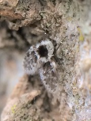 Lepiseodina conspicua