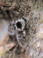 Lepiseodina conspicua