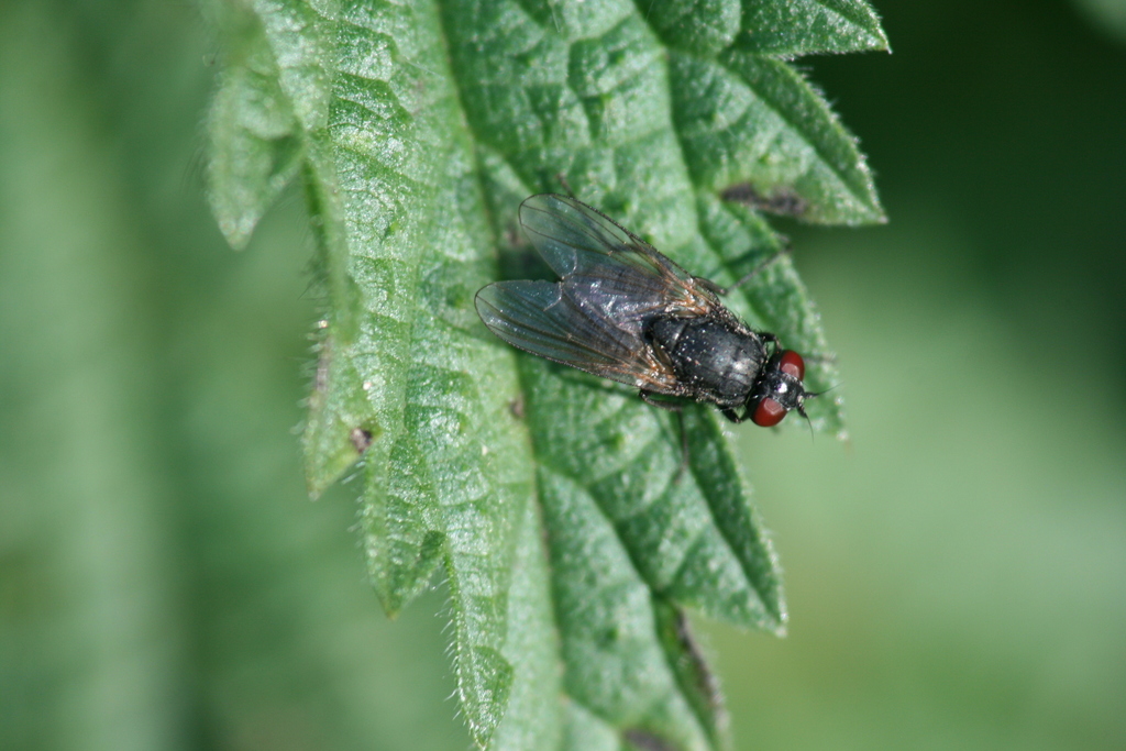 Headfly