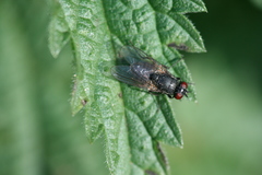 Hydrotaea irritans