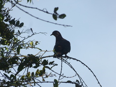 Patagioenas subvinacea