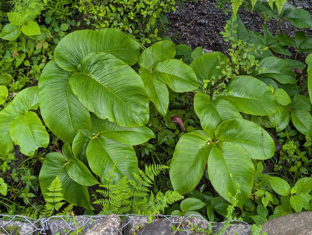 Arisaema costatum (Tibet Cobra Lily)