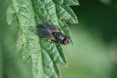 Hydrotaea irritans