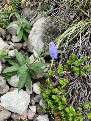 Adenophora nikoensis iNat (3)