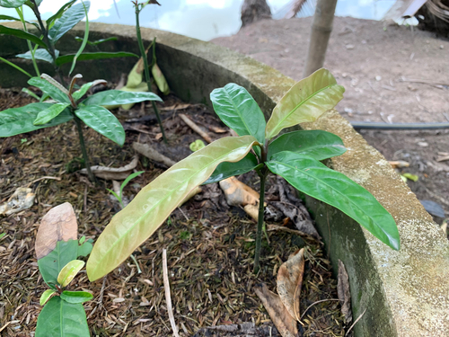 Garcinia dulcis observed 2022-06-03