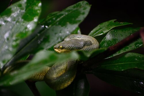 Common Bamboo Viper