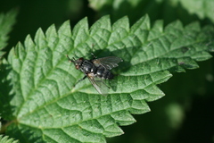 Voria ruralis