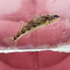 Etheostoma chermocki