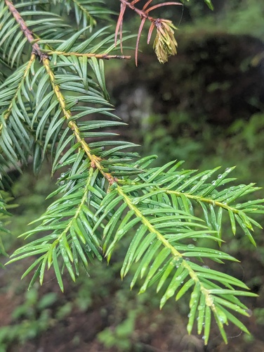 Himalayan Yew (Taxus contorta)