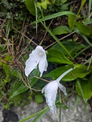 Nepalese Himalayan ginger (Roscoea nepalensis)