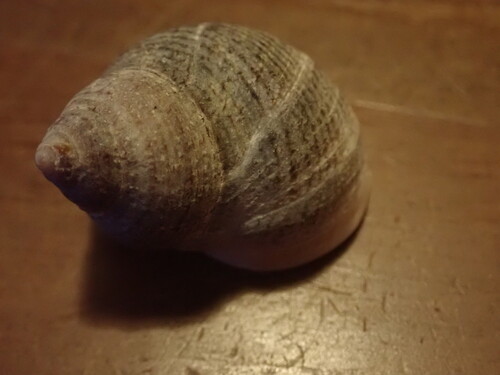 Littorina littorea