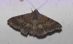 Eudesmeola lawsoni